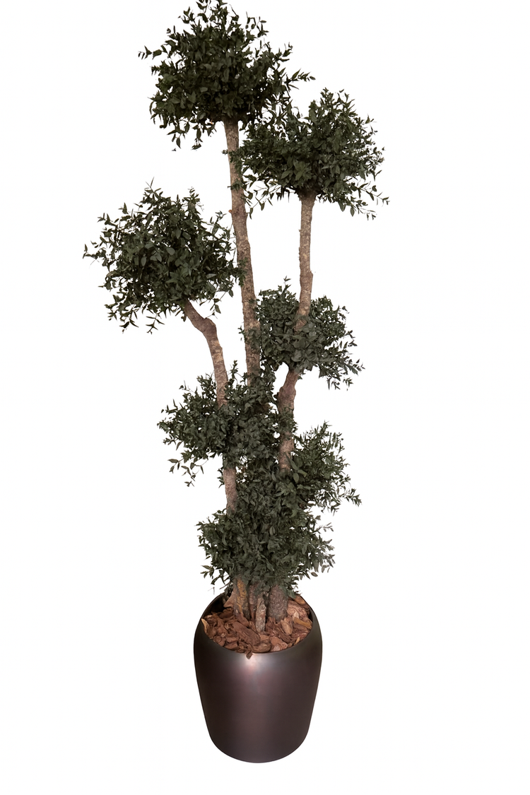 Parvifolia Topiary